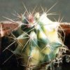 Ferocactus-emoryi